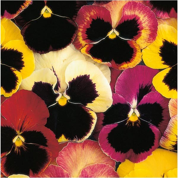 Unwins Little Growers Pansy Happy Faces Seeds