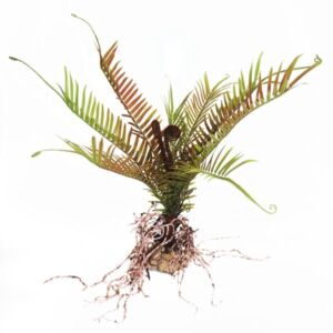 Betta Terra Straggly Fern Plant Ornament 47cm