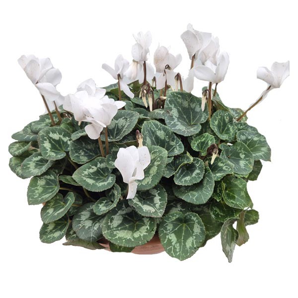 Cyclamen White 35cm Bowl