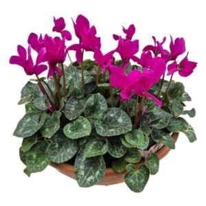 Cyclamen Purple 35cm Bowl