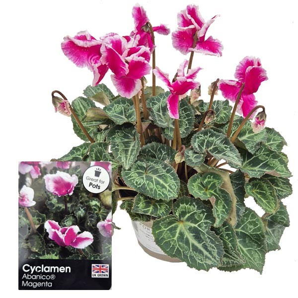 Cyclamen Abanico Magenta 1 Litre Pot