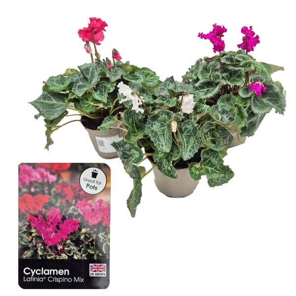 Cyclamen "Crispino Mix" 1 Litre Pot