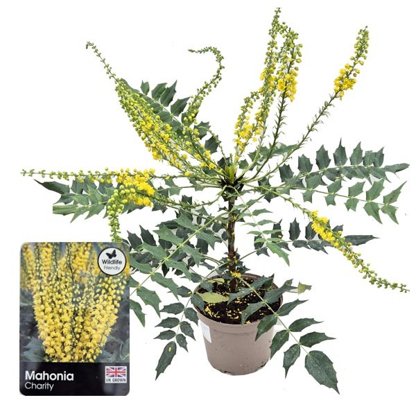 Mahonia × media "Charity" (Oregon Grape) 3 Litre Pot