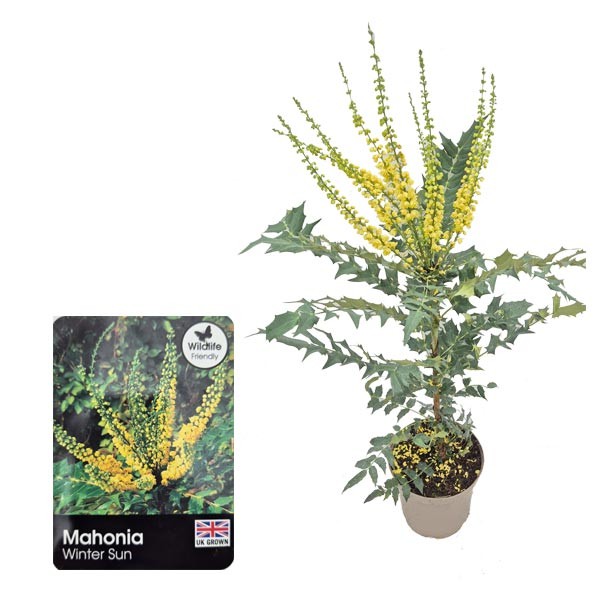 Mahonia × media "Winter Sun" (Oregon Grape) 3 Litre Pot