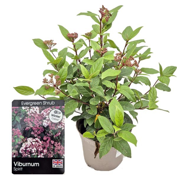 Viburnum tinus "Spirit" 3 Litre Pot