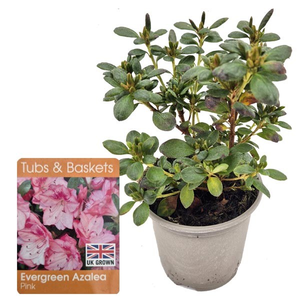 Azalea Evergreen Pink (Rhododendron) V11 Pot