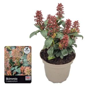 Japanese skimmia (Skimmia japonica) 3 Litre Pot