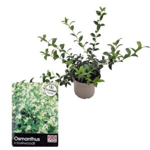 Burkwood Osmanthus (Osmanthus × burkwoodii) 3 Litre Pot