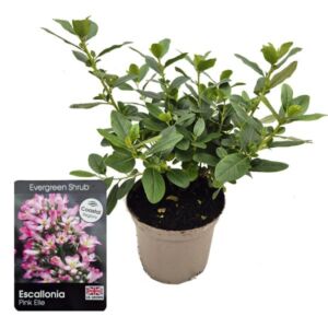 Escallonia laevis Pink Elle 3 Litre Pot