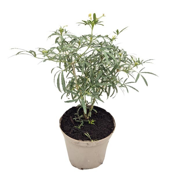 Choisya ternata Scented Gem 2 Litre Pot