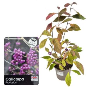 Callicarpa bodinieri var. giraldii "Profusion" 3 Litre Pot