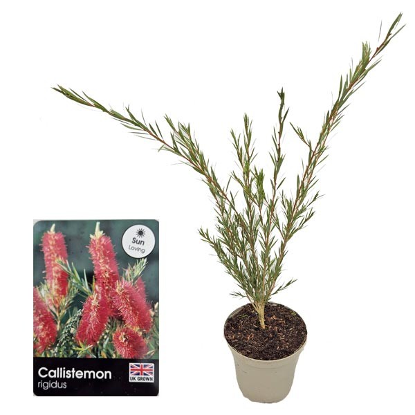 Stiff Bottlebrush (Callistemon rigidus) 3 Litre Pot