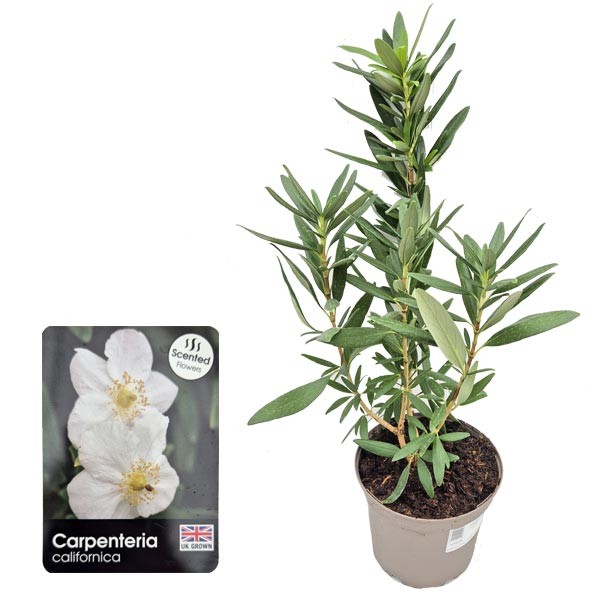 Tree Anemone (Carpenteria californica) 3 Litre Pot