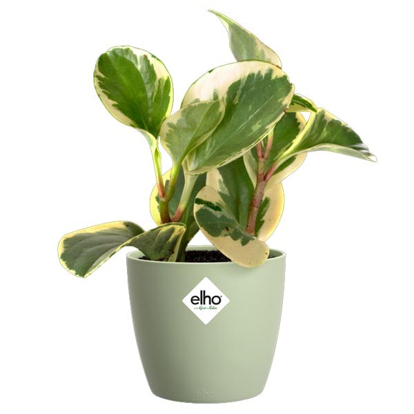 Elho Brussels Round Sorbet Green 14cm Flower Pot