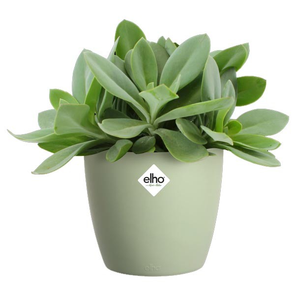 Elho Brussels Round Sorbet Green 18cm Flower Pot