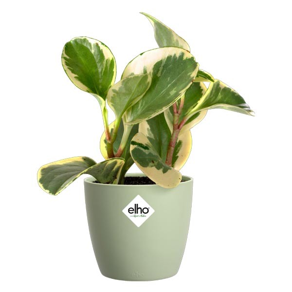 Elho Brussels Round Mini Sorbet Green 10.5cm Flower Pot