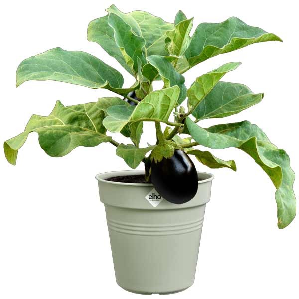 Elho Green Basics Growpot Stone Green 27cm