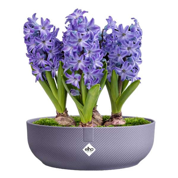 Elho Jazz Bowl Lavender Lilac 28cm Flower Pot