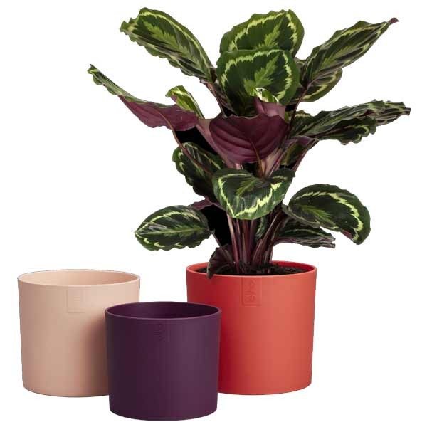 Elho Lex Pott Velvet Cream 14cm Flower Pot Set