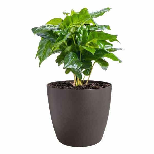 Elho The Coffee Collection Round Espresso Brown 14cm Flower Pot