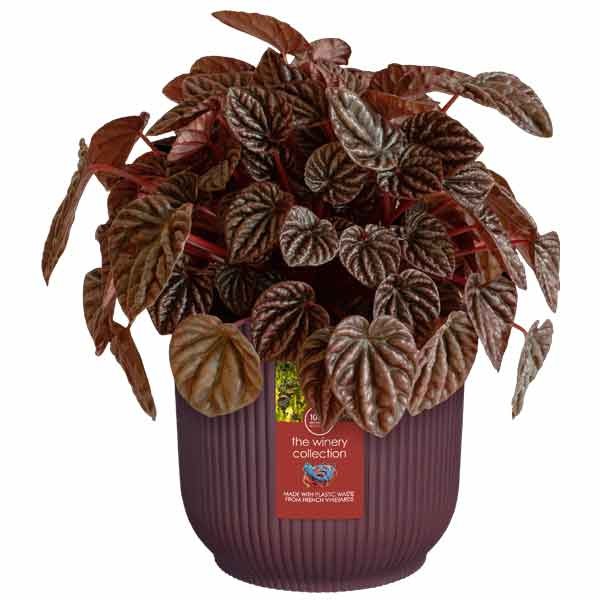 Elho The Winery Collection Bordeaux Red 14cm Flower Pot