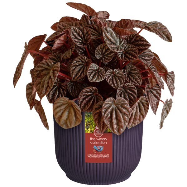 Elho The Winery Collection Deep Purple 14cm Flower Pot