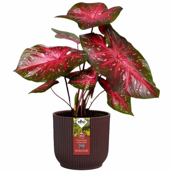 Elho The Winery Collection Bordeaux Red 16cm Flower Pot