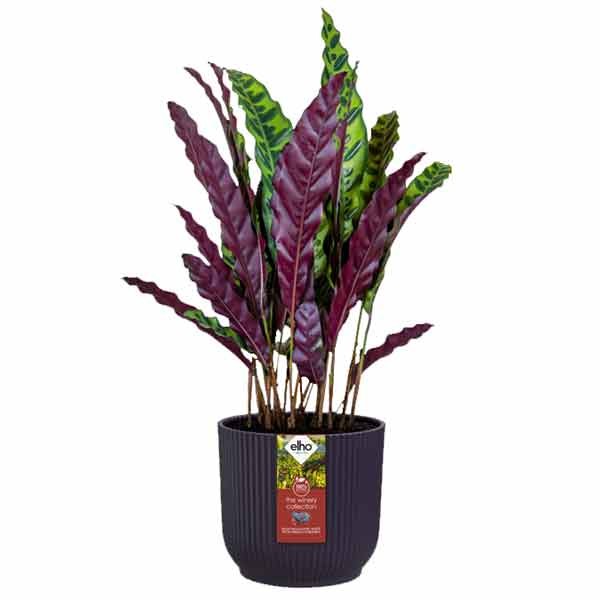 Elho The Winery Collection Deep Purple 16cm Flower Pot