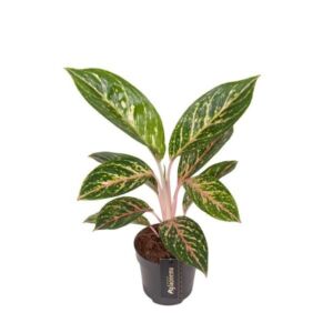 Aglaonema "Cocomelon" 12cm