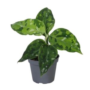 Aglaonema pictum tricolour 6cm