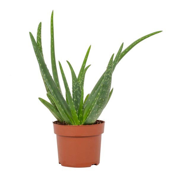 Aloe vera Clumb 12cm