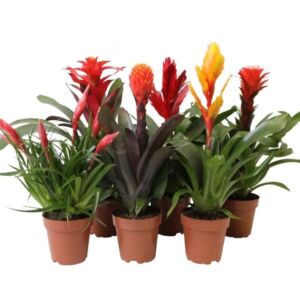 Bromelia Royal Classic Mix 12cm Pot Assorted Plants