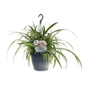 Spider Plant (Chlorophytum vittatum) 19cm Pot