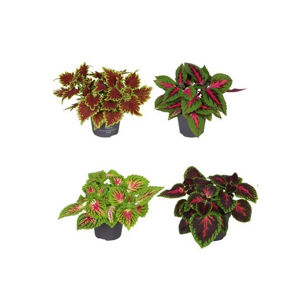 Coleus Assorted Species 12cm Pot