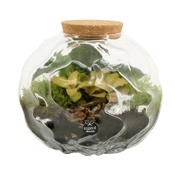 Composition Terrarium 20cm "Wobbly Glass" Assorted Plants