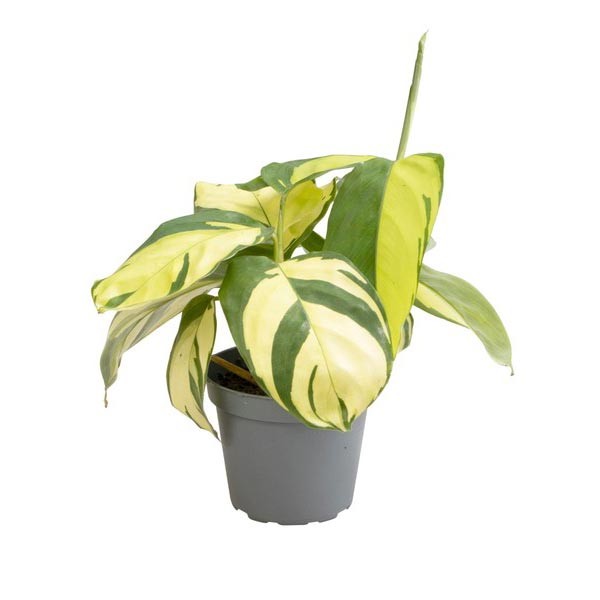 Golden Mosaic (Ctenanthe) 6cm Pot