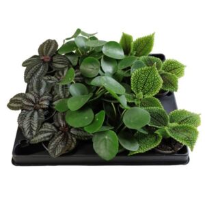 Pilea Assorted Species 6cm Pot