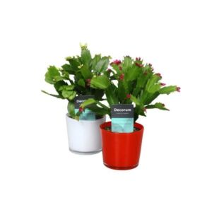 Schlumbergera "Nashville Red-White" 9cm