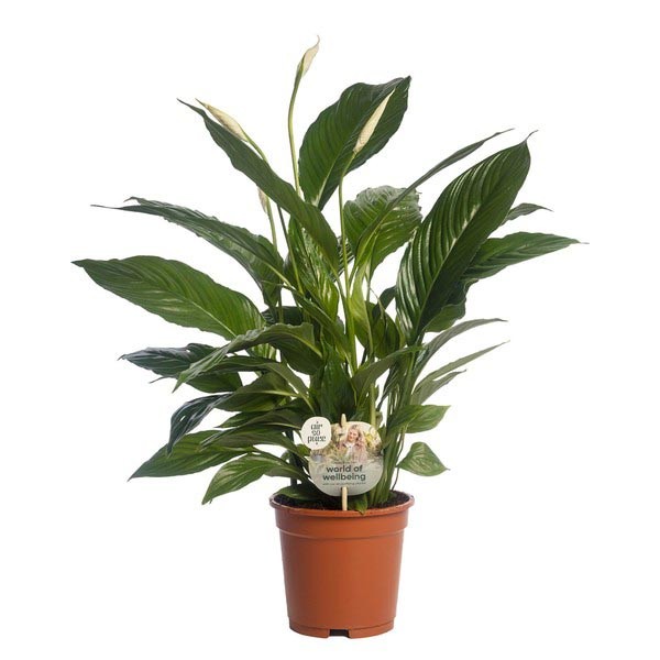 Peace Lily (Spathiphyllum bellini) 17cm Pot