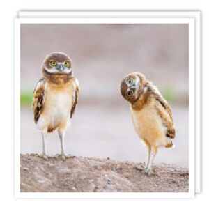 The Wildlife Collection "Curious Owls" Card