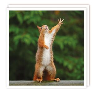 The Wildlife Collection "Dramatic Red Squirrel" Card