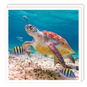 The Wildlife Collection "Sea Turtle" Card