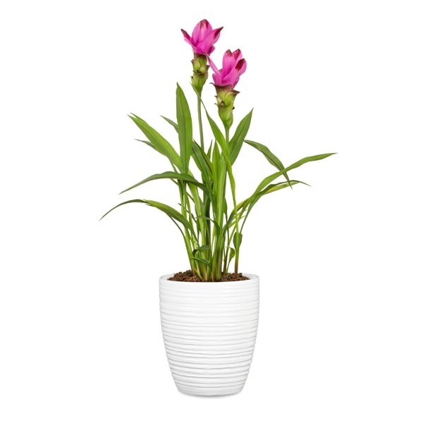 Scheurich Planter 669 Alaska Weiss 14cm