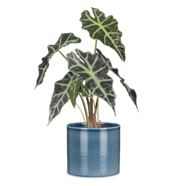 Scheurich Flower Pot 828 Blue Jeans 12cm