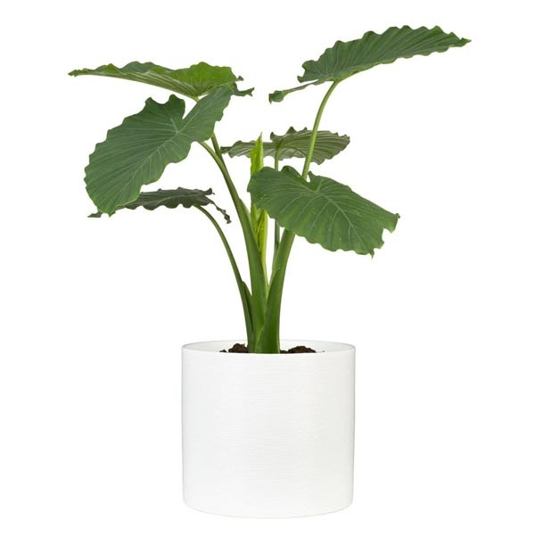 Scheurich Flower Pot 828 Panna White 10cm