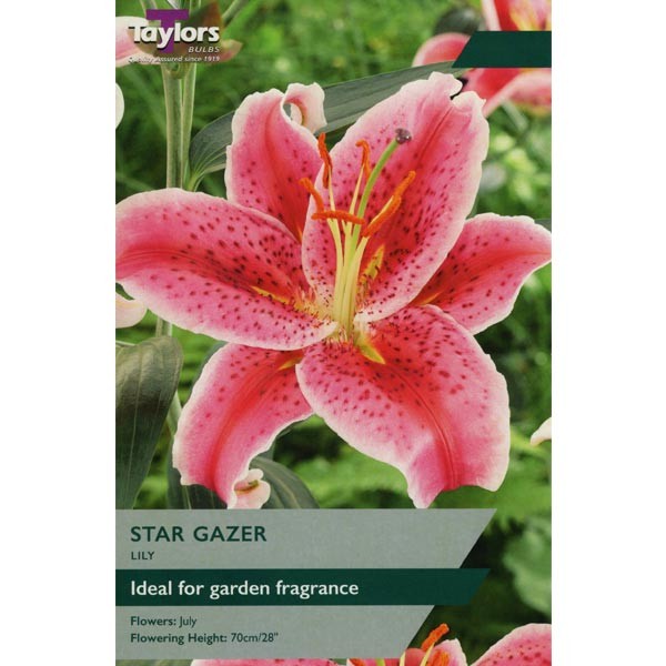 Taylors Bulbs Lily Star Gazer 2 Pack - NL