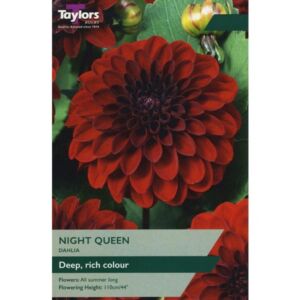 Taylors Bulbs Dahlia Night Queen Single - NL