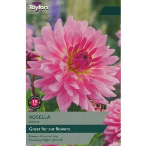 Taylors Bulbs Dahlia Rosella Single - NL