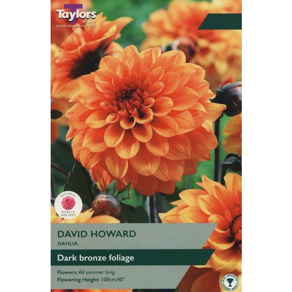 Taylors Bulbs Dahlia David Howard Single - NL