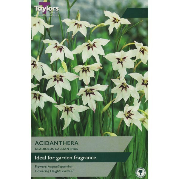 Taylors Bulbs Gladiolus Callianthus 25 pack - NL